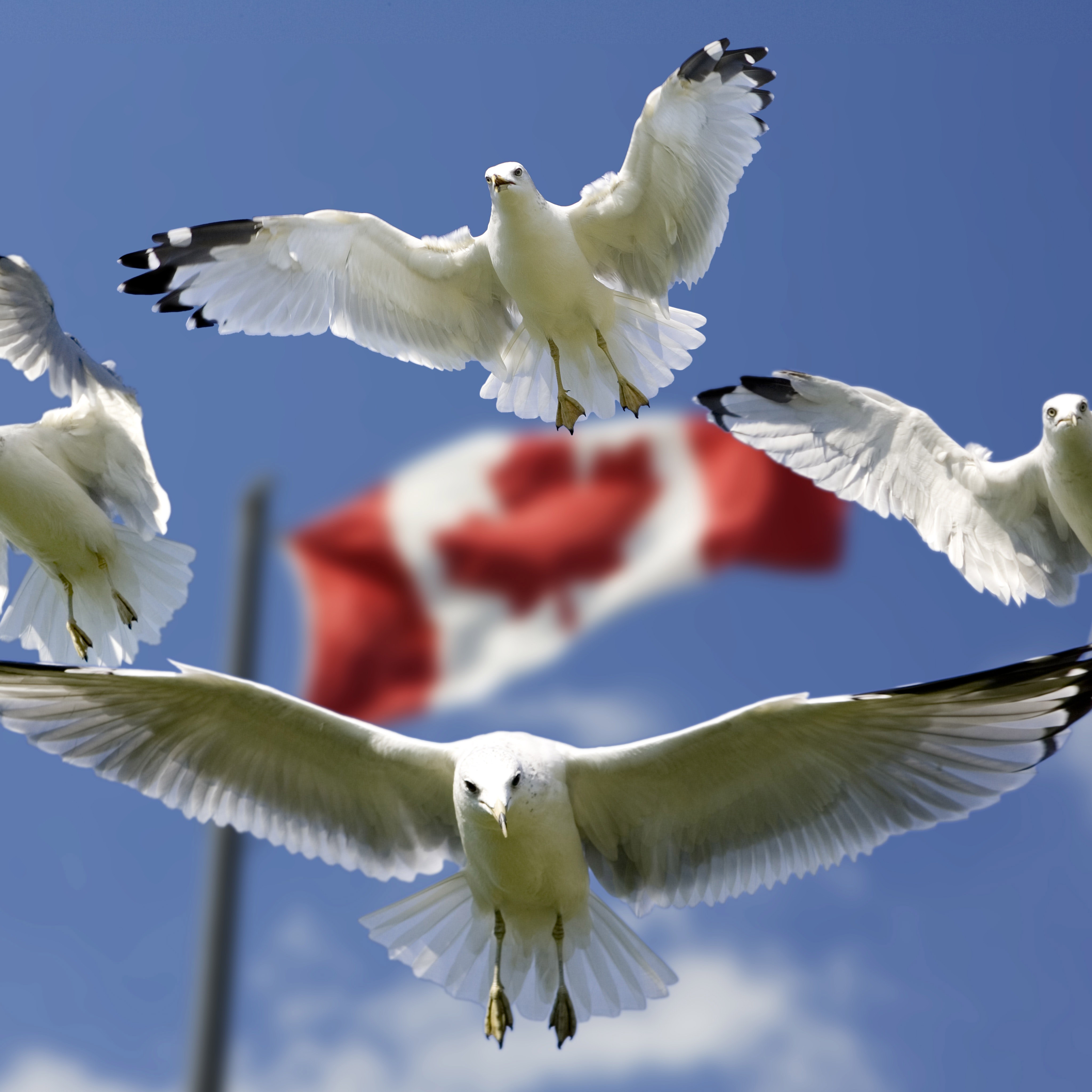 加拿大移民年龄要求：移民加拿大需要什么条件？